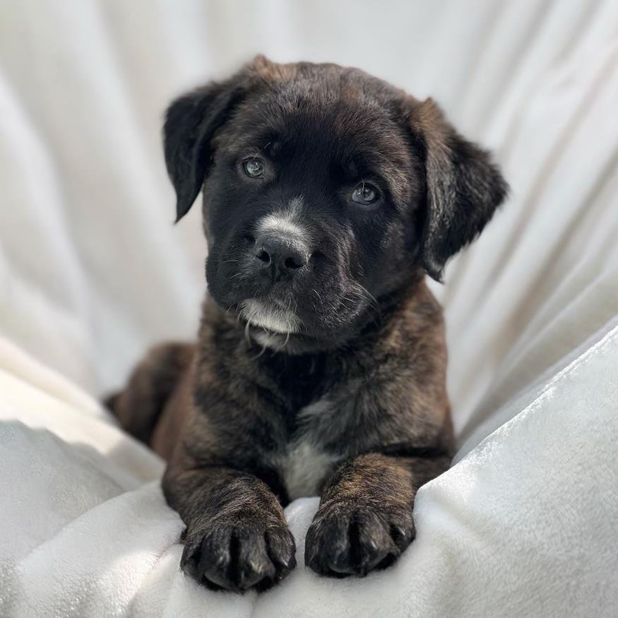 OLYMPIC PUP - PATES - Labrador Retriever / Shepherd available for adoption