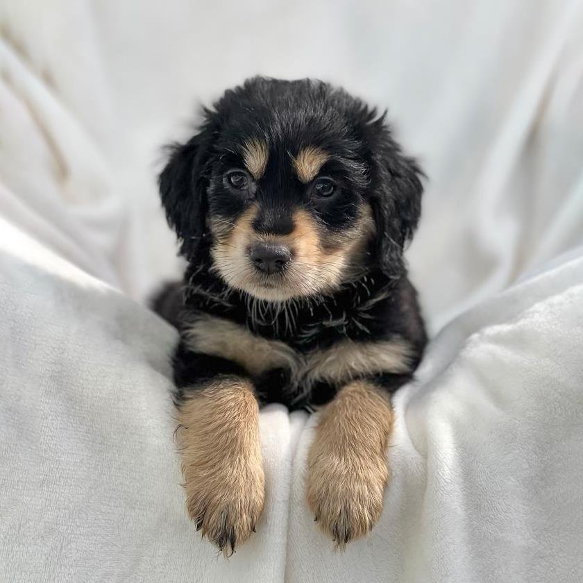 OLYMPIC PUP - SHIFFRIN - Labrador Retriever / Shepherd available for adoption