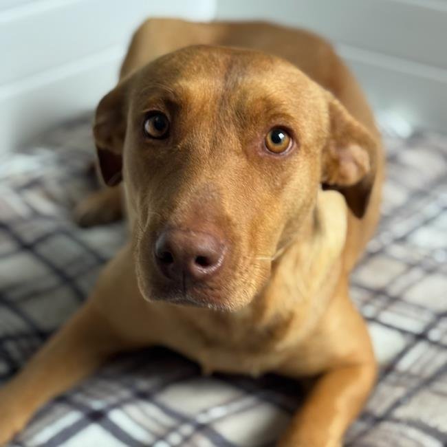 FLORIDA - Labrador Retriever / Terrier available for adoption