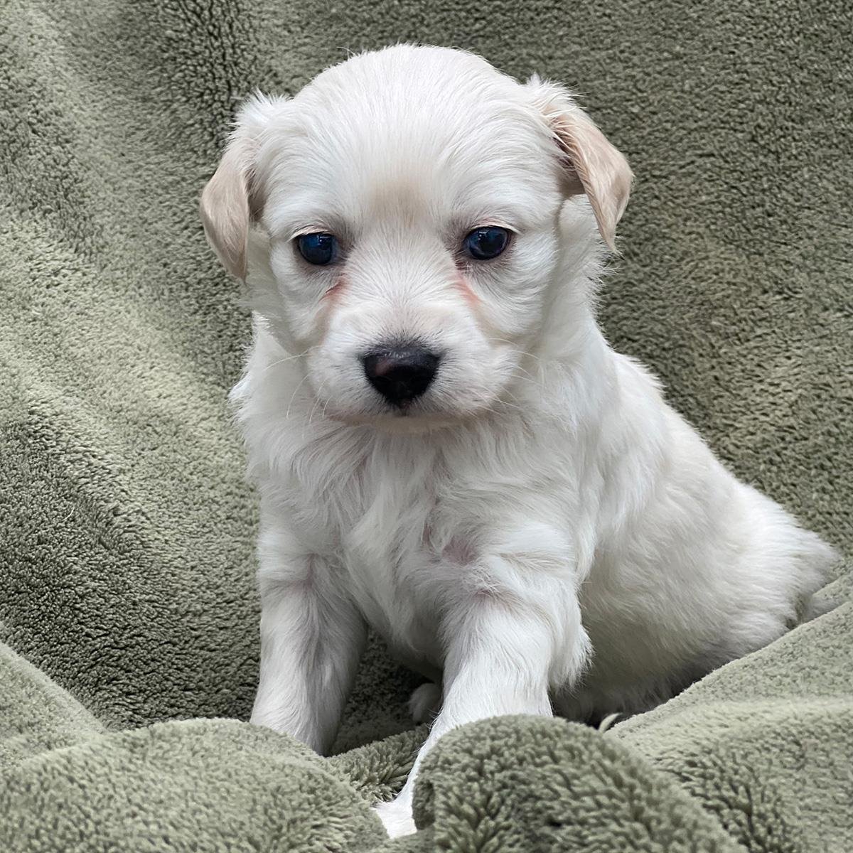 CALLA LILY PUP - SASA - Maltese / Poodle (Miniature) available for adoption
