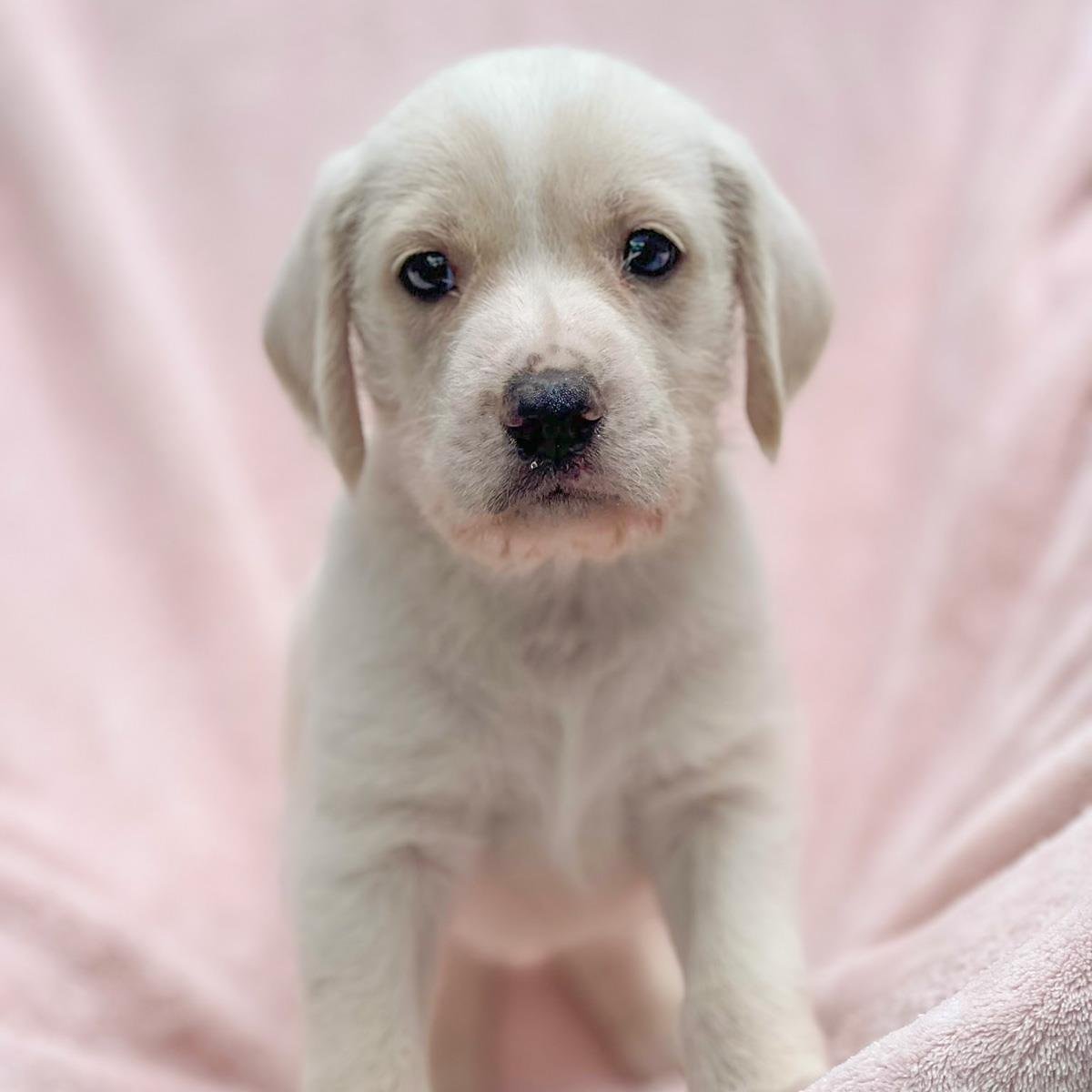 CHENILLE PUP - TOTE - Labrador Retriever / Terrier available for adoption