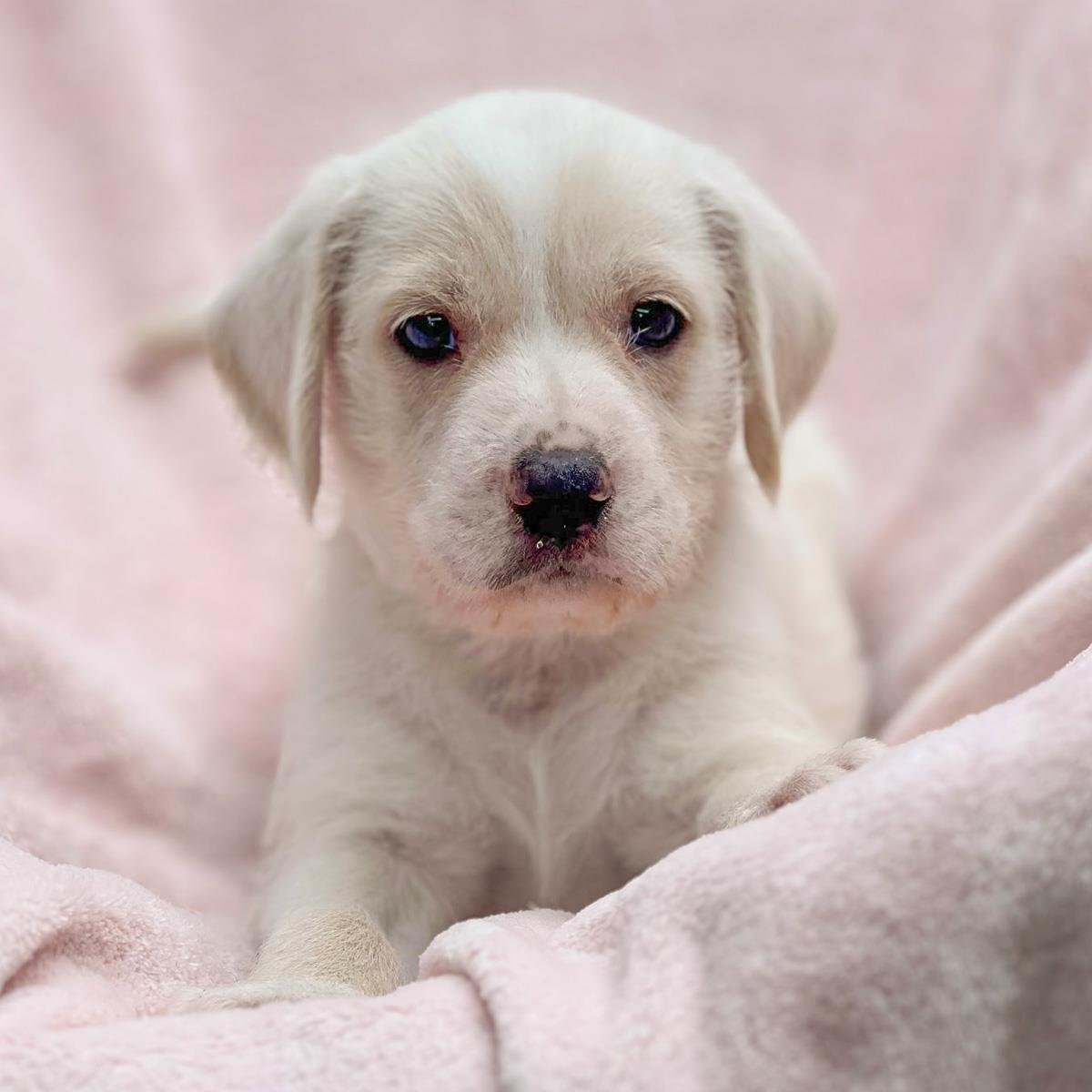 CHENILLE PUP - TOTE - Labrador Retriever / Terrier available for adoption