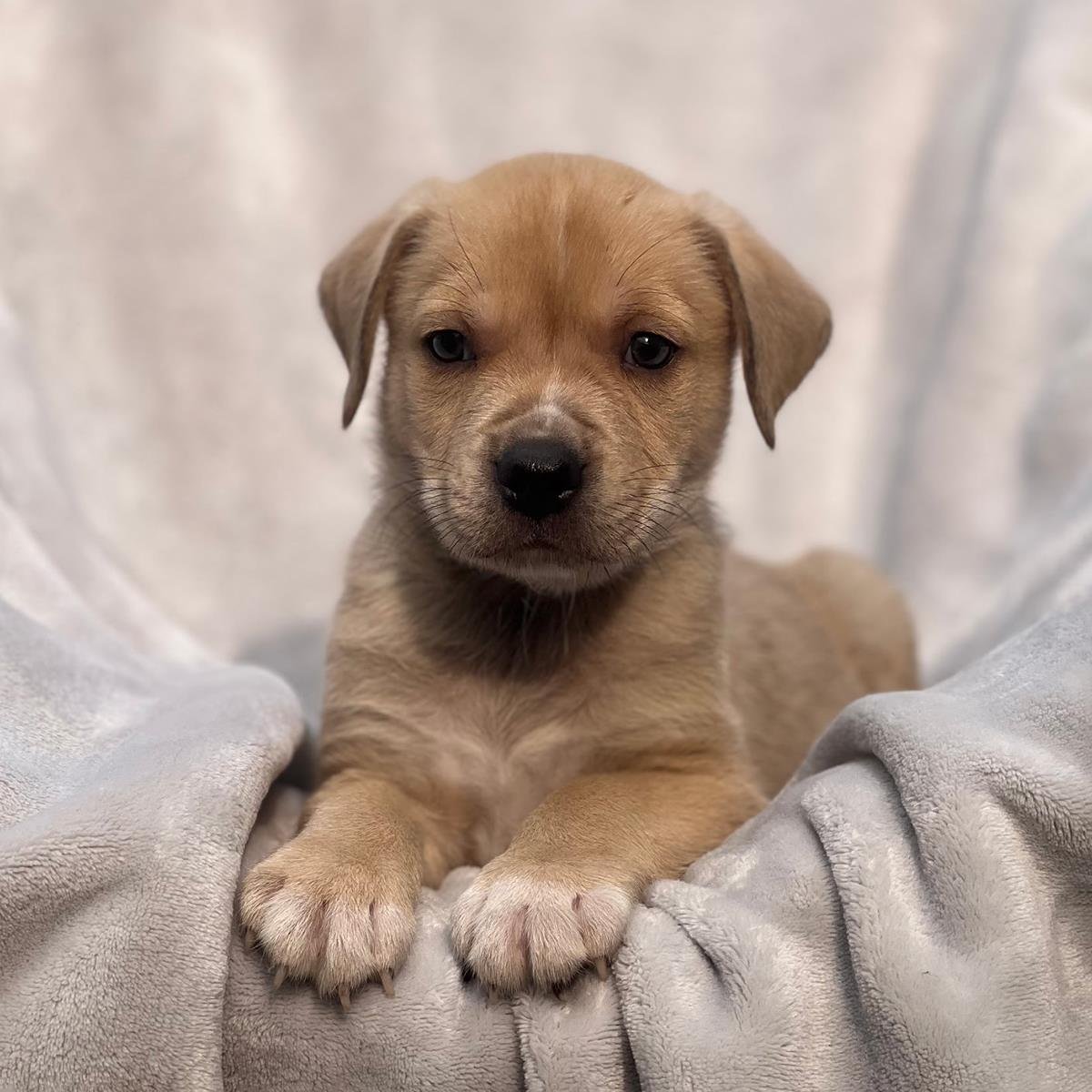 FLORIDA PUP - ICON - ADOPTED! - Labrador Retriever / Terrier available for adoption