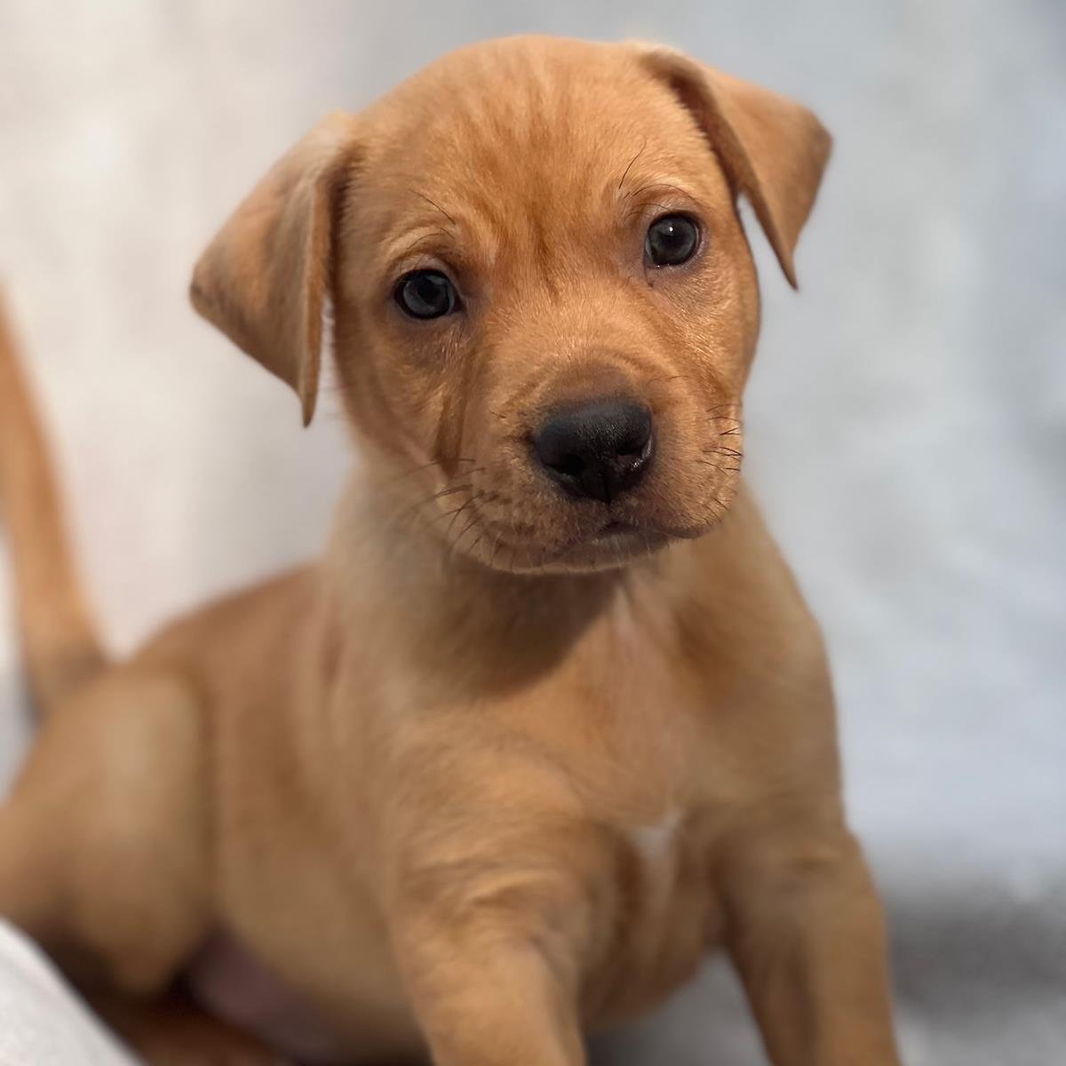 FLORIDA PUP - KEY LARGO - Labrador Retriever / Terrier available for adoption