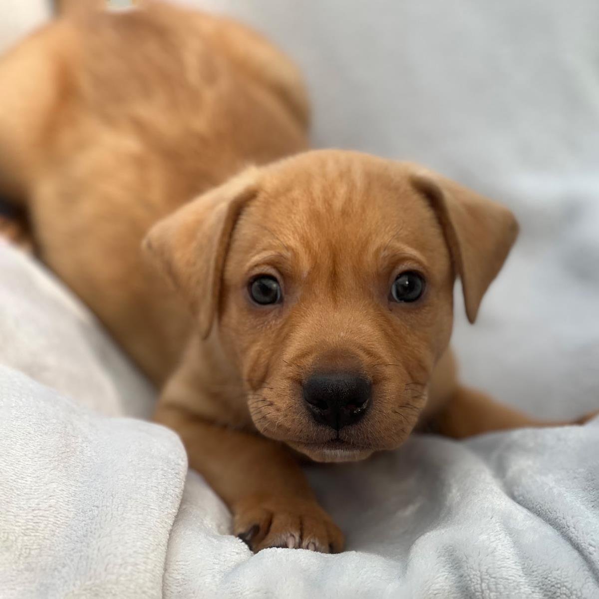 FLORIDA PUP - KEY LARGO - Labrador Retriever / Terrier available for adoption