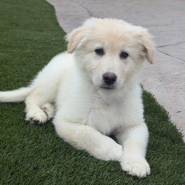 ROLLO - ADOPTED! - Golden Retriever / Great Pyrenees available for adoption