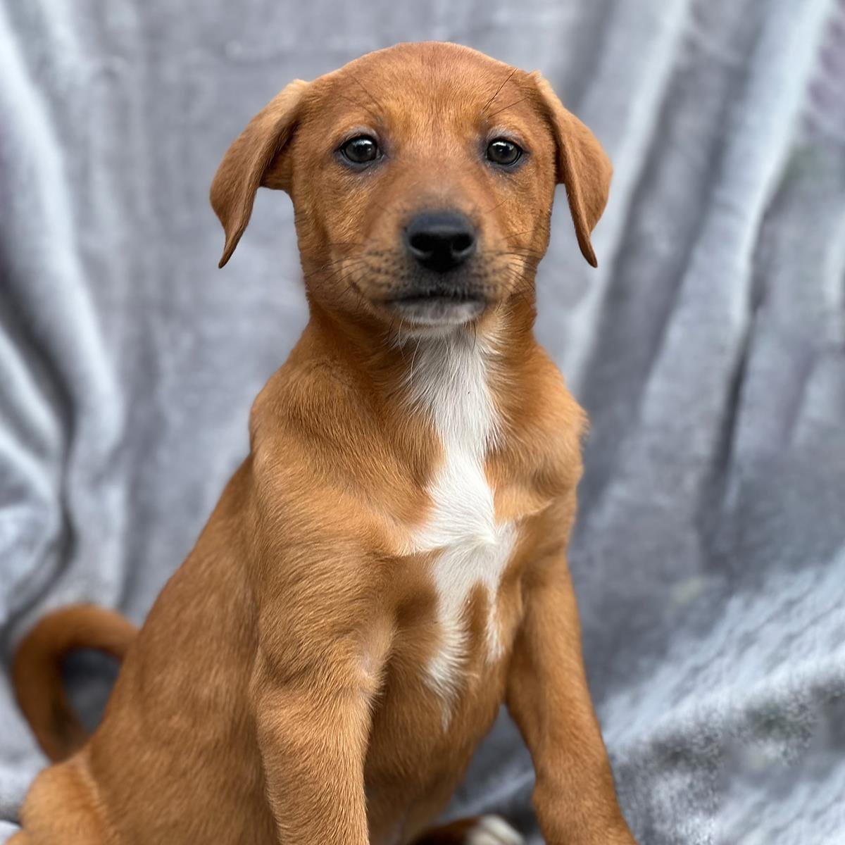 BRAZIL PUP - COLATINA - Labrador Retriever / Shepherd available for adoption