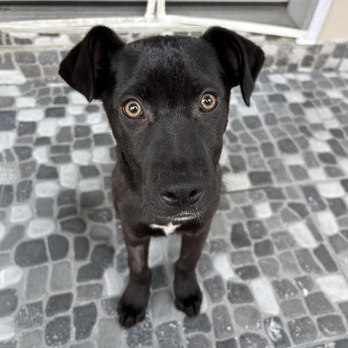 HALLEY - Labrador Retriever available for adoption