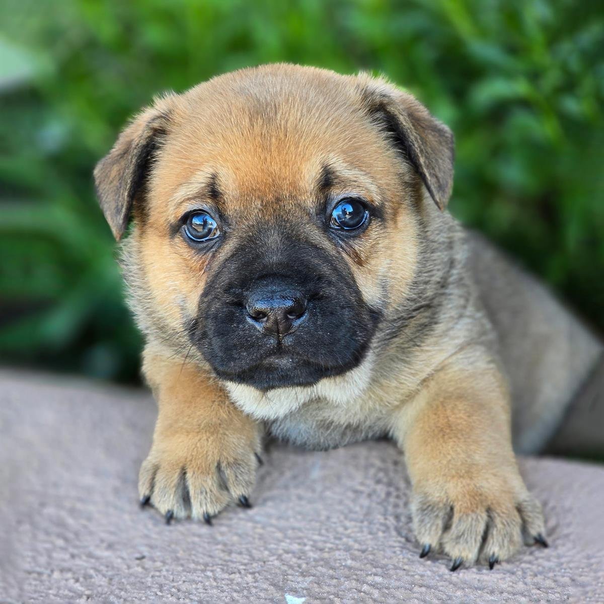 KIDDO PUP - SPROUT - French Bulldog / Shepherd available for adoption