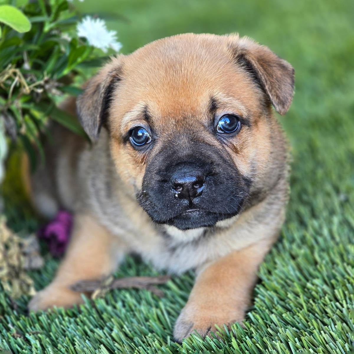 KIDDO PUP - SPROUT - French Bulldog / Shepherd available for adoption