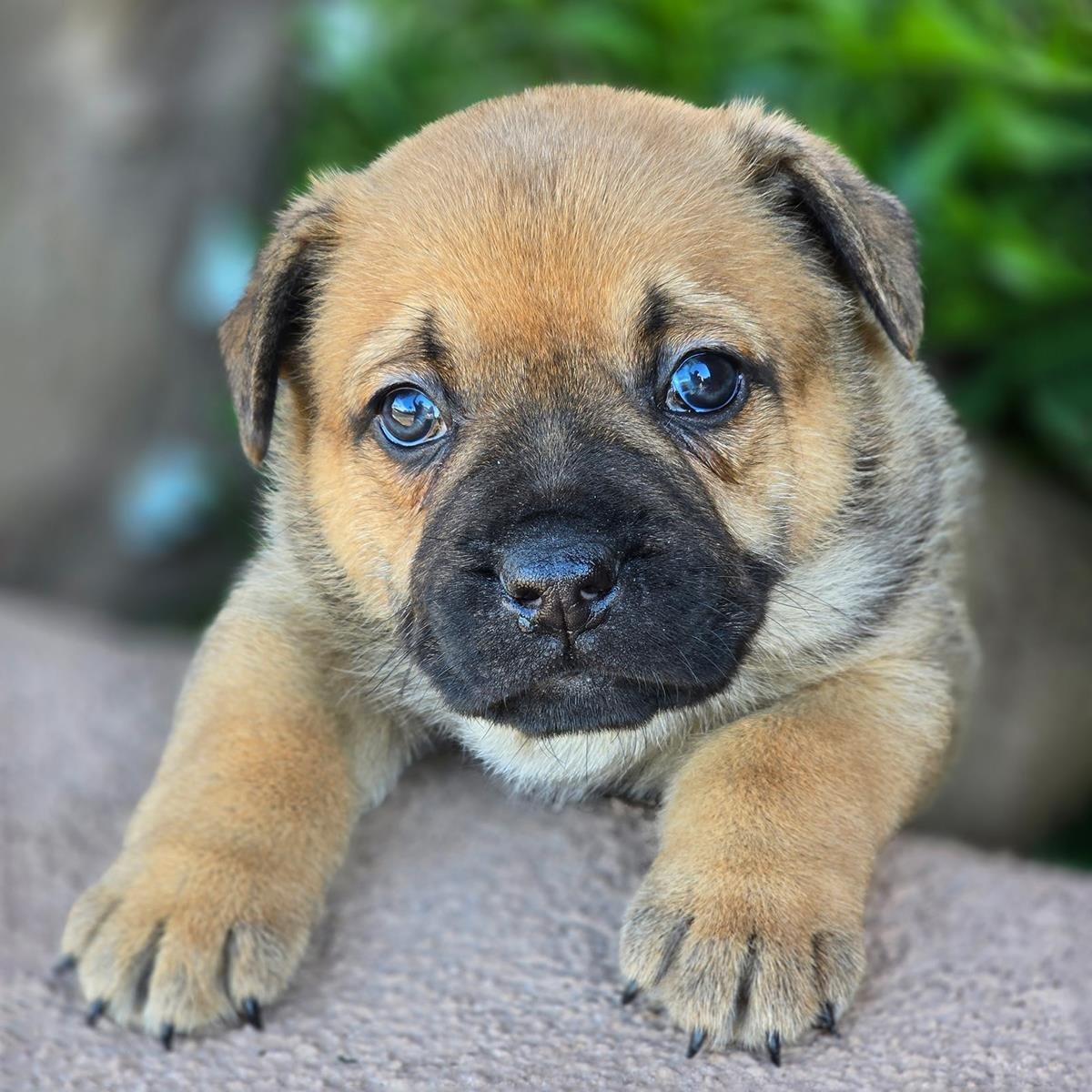 Kiddo Pup - Sprout - Photo 3