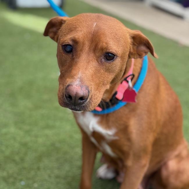 BRAZIL - Labrador Retriever / Terrier available for adoption