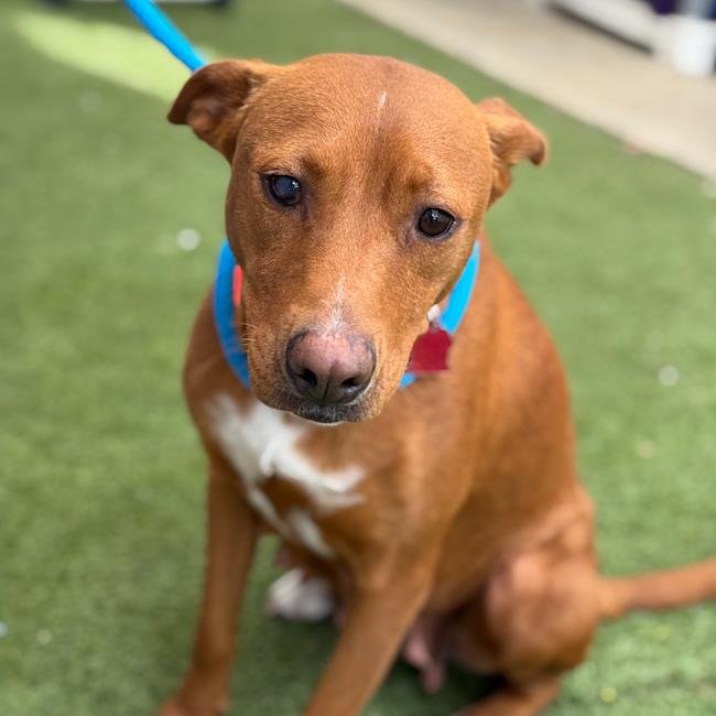 BRAZIL - Labrador Retriever / Terrier available for adoption