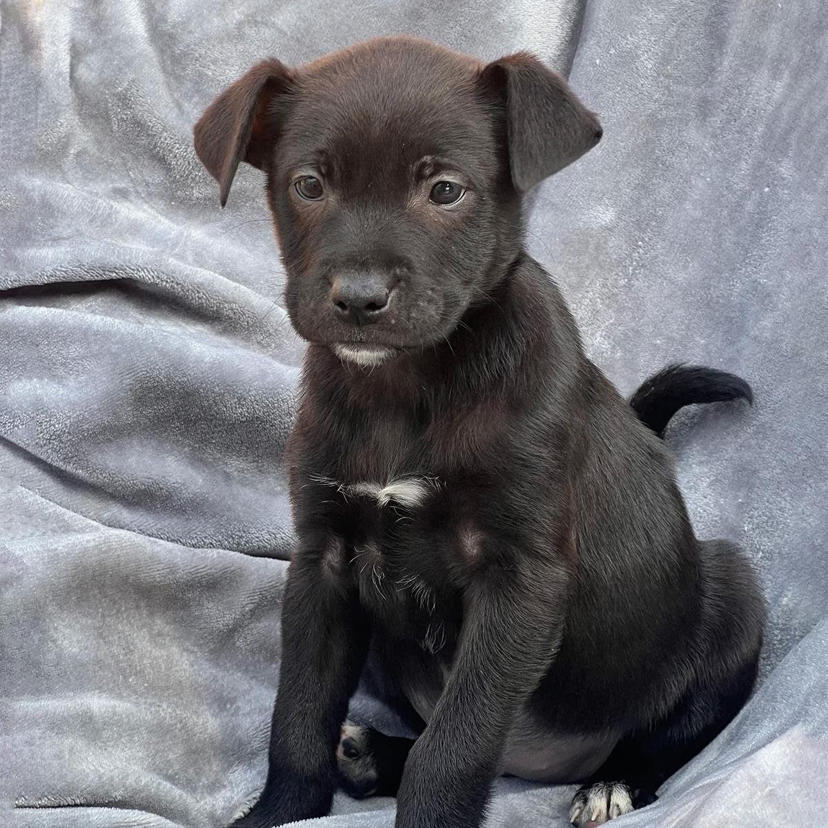 BRAZIL PUP - TERESINA - Labrador Retriever / Shepherd available for adoption