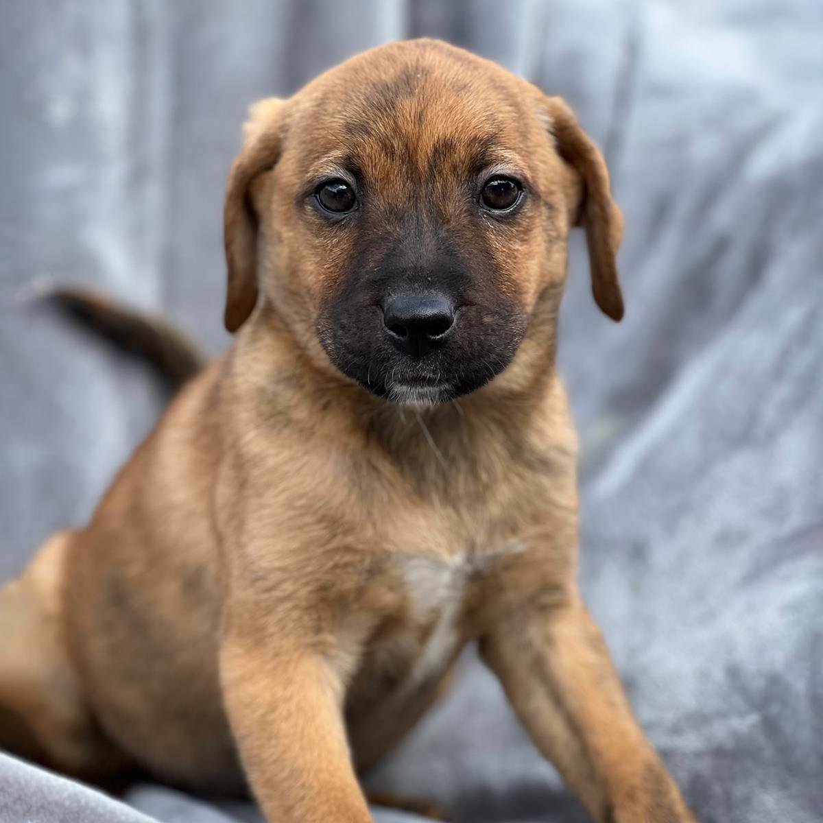 BRAZIL PUP - CATARINA - Labrador Retriever / Shepherd available for adoption