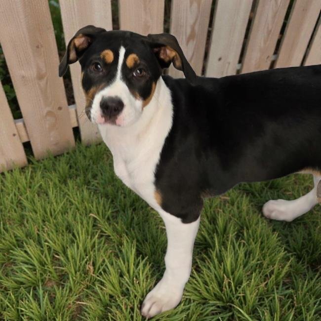 CHARLIES PUP - JACLYN - ADOPTED! - Labrador Retriever / Shepherd available for adoption