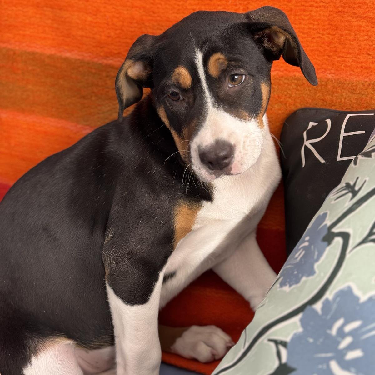 CHARLIES PUP - JACLYN - ADOPTED! - Labrador Retriever / Shepherd available for adoption