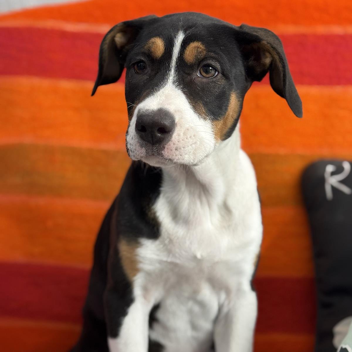 Charlies Pup - Jaclyn - Adopted! - Photo 3