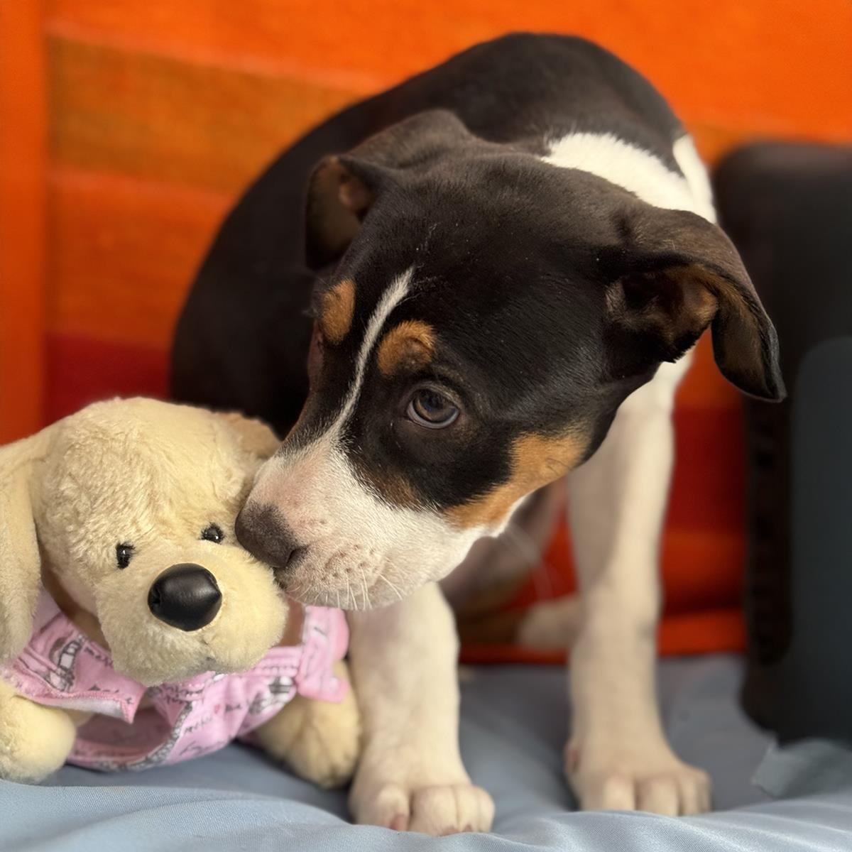 Charlies Pup - Jaclyn - Adopted! - Photo 4