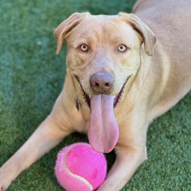 SAVIN - ADOPTED! - Labrador Retriever available for adoption