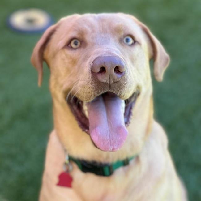 SAVIN - ADOPTED! - Labrador Retriever available for adoption