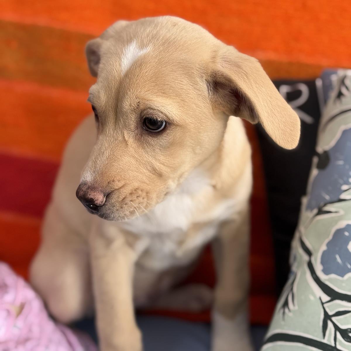 CHARLIES PUP - KATE - Labrador Retriever / Shepherd available for adoption