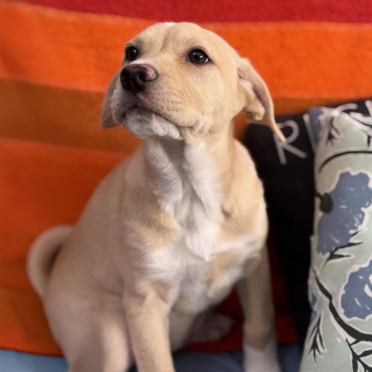 Charlies Pup - Kate - Photo 3