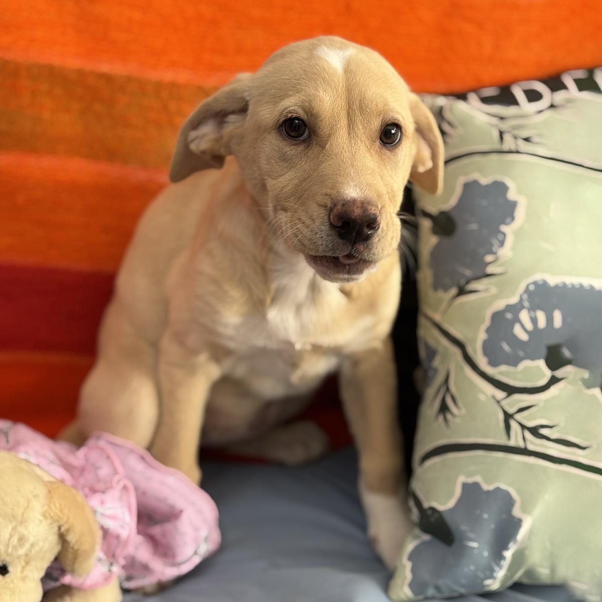 Charlies Pup - Kate - Photo 4