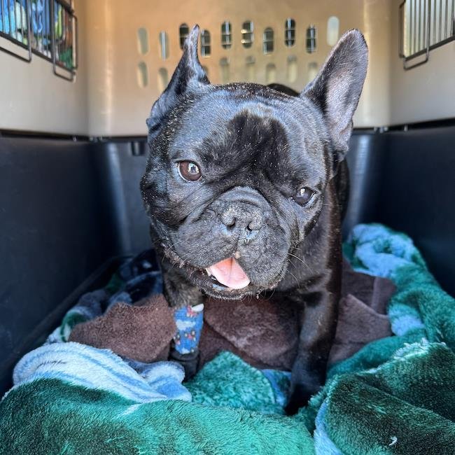 KIDDO - French Bulldog available for adoption