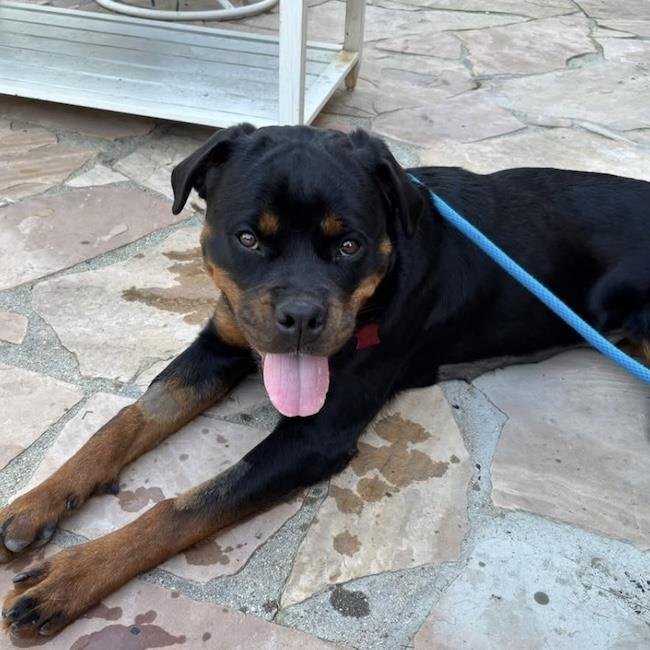 CYPRESS - Rottweiler available for adoption