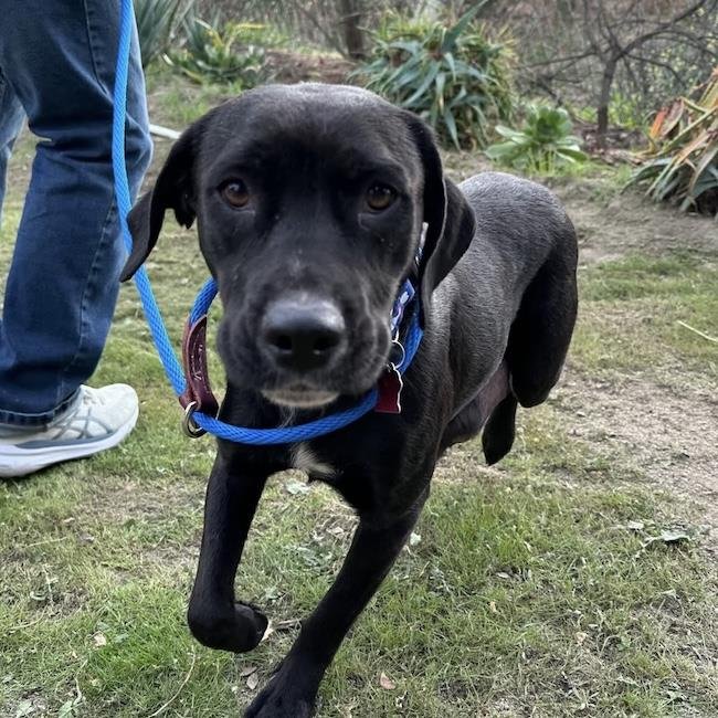 VERONA - Labrador Retriever available for adoption