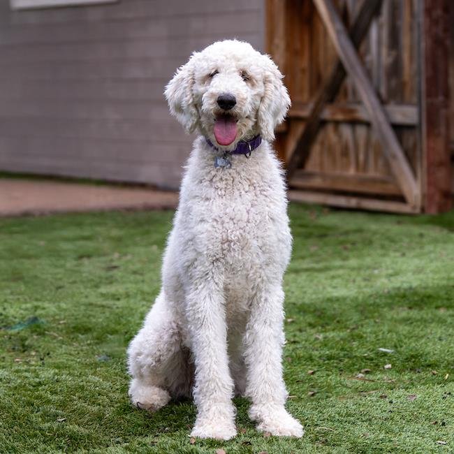 GIJI - Poodle (Standard) available for adoption