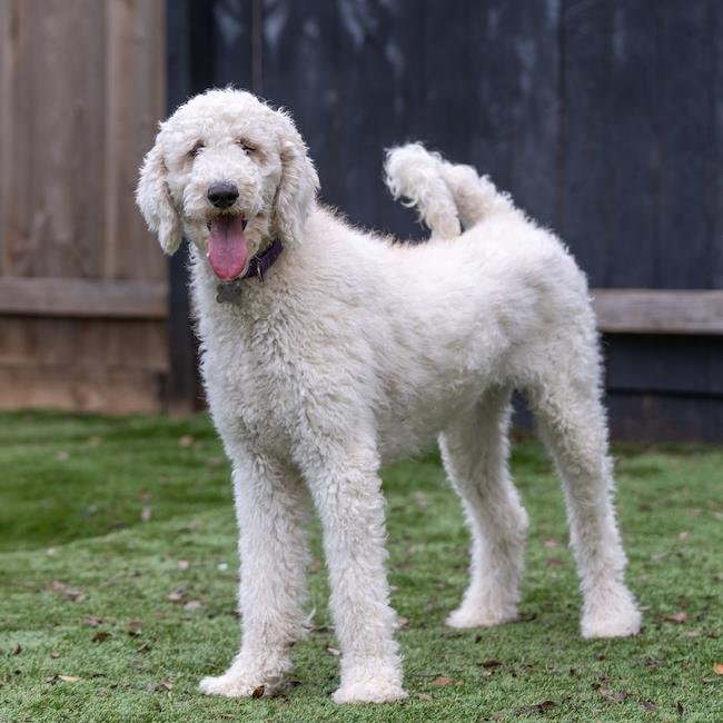 GIJI - Poodle (Standard) available for adoption