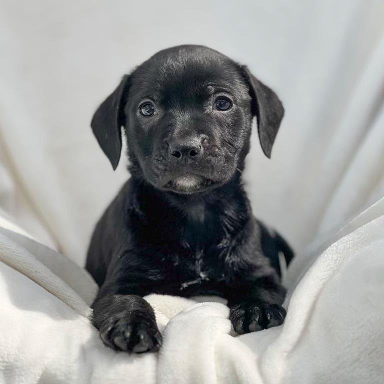 OLYMPIC PUP - HUGHES - Labrador Retriever / Shepherd available for adoption