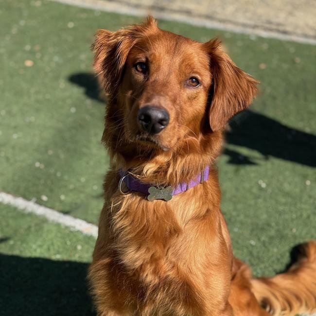 WALLY - ADOPTED! - Golden Retriever available for adoption