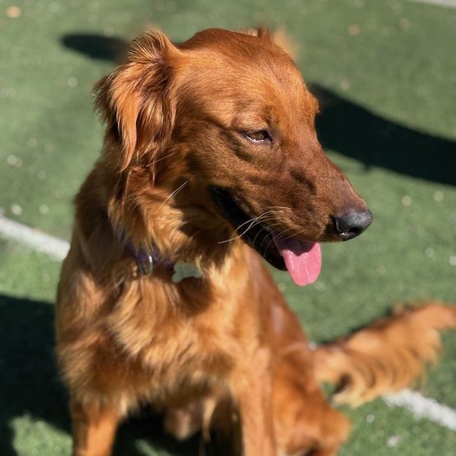 WALLY - ADOPTED! - Golden Retriever available for adoption