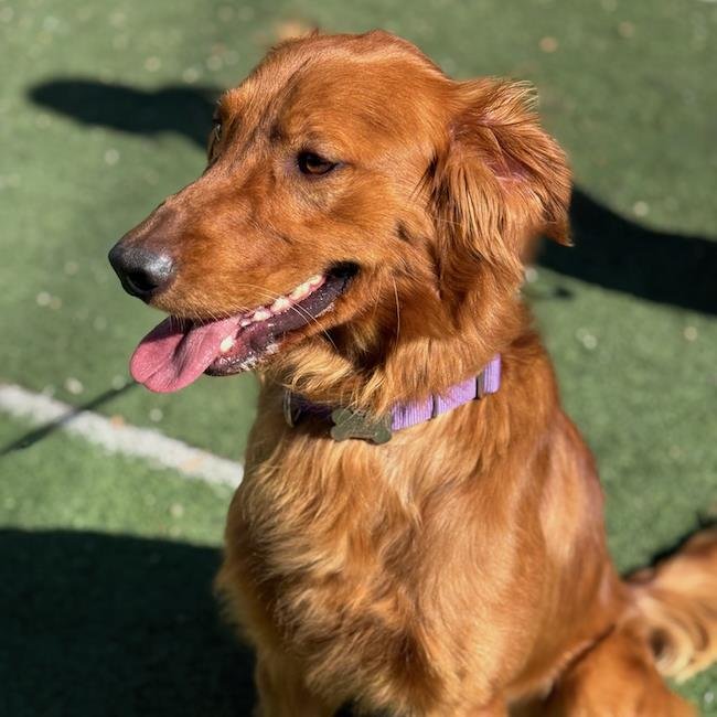 Wally - Adopted! - Photo 3