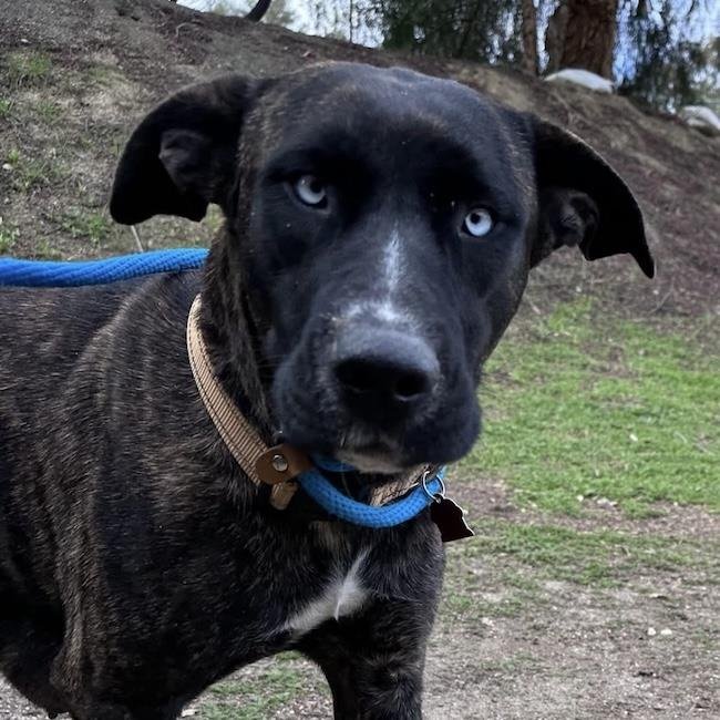 TESERO - Shepherd / Labrador Retriever available for adoption