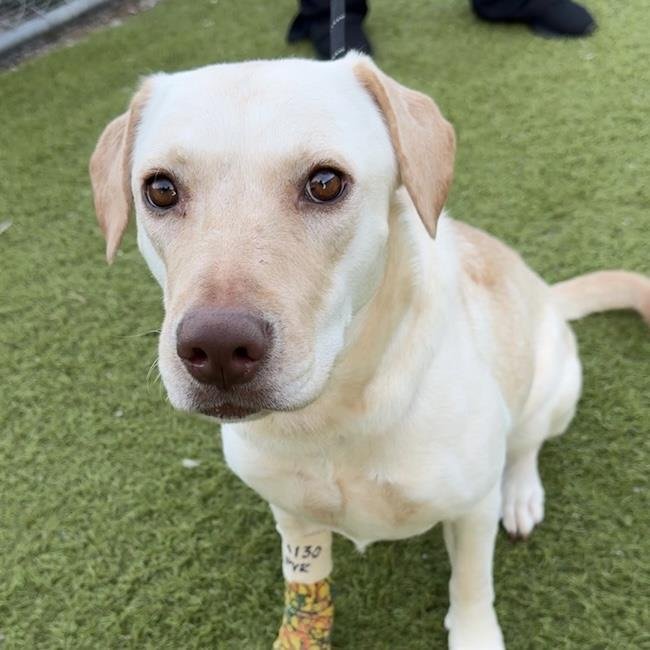 ZIANY - Labrador Retriever available for adoption