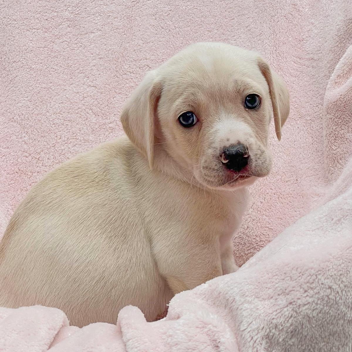 CHENILLE PUP - CARDI - ADOPTED! - Labrador Retriever / Terrier available for adoption