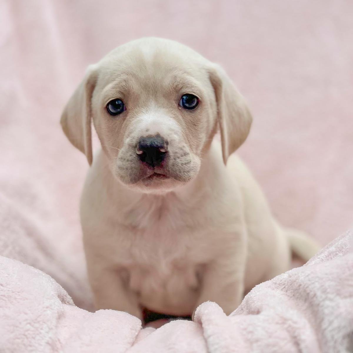 CHENILLE PUP - CARDI - ADOPTED! - Labrador Retriever / Terrier available for adoption
