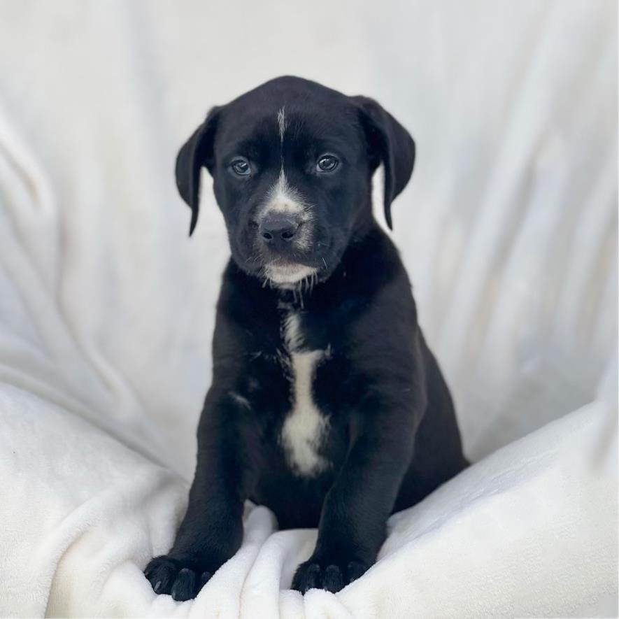 OLYMPIC PUP - GERMAIN - Labrador Retriever / Shepherd available for adoption