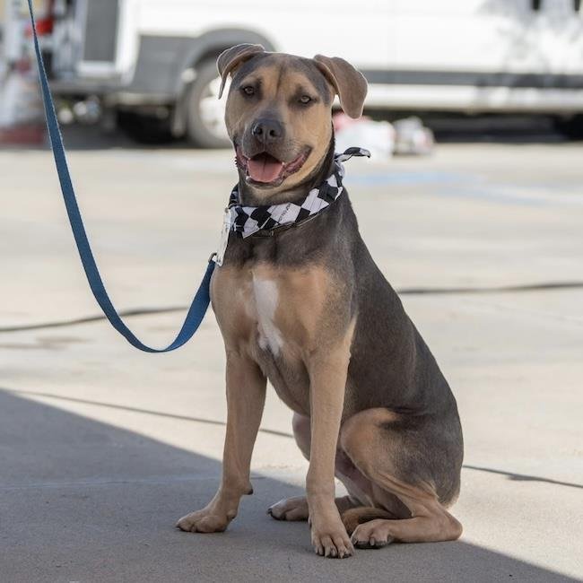ARCHIE - Pit Bull Terrier available for adoption