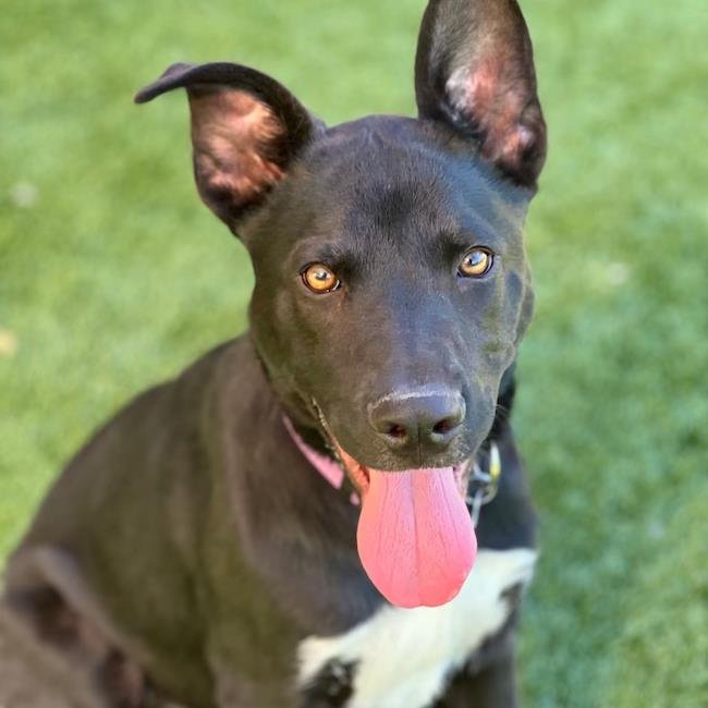 JONAH - Labrador Retriever / Terrier available for adoption