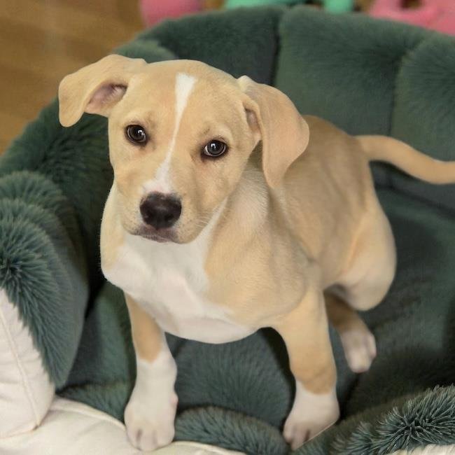 CHARLIES PUP - FARRAH - Labrador Retriever / Shepherd available for adoption