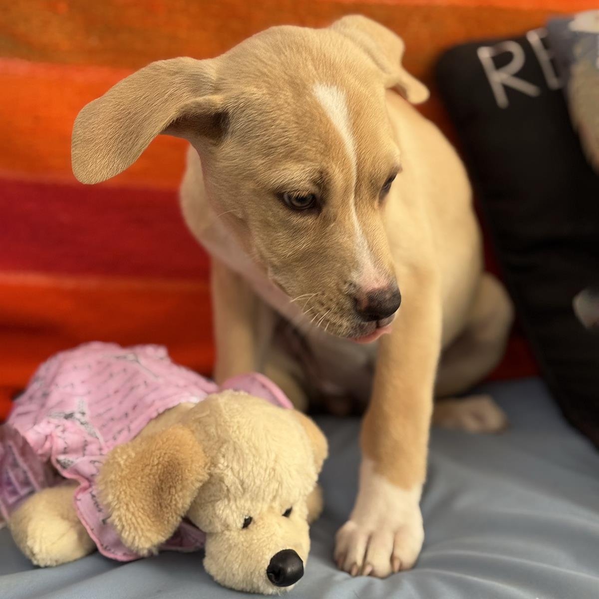 CHARLIES PUP - FARRAH - Labrador Retriever / Shepherd available for adoption