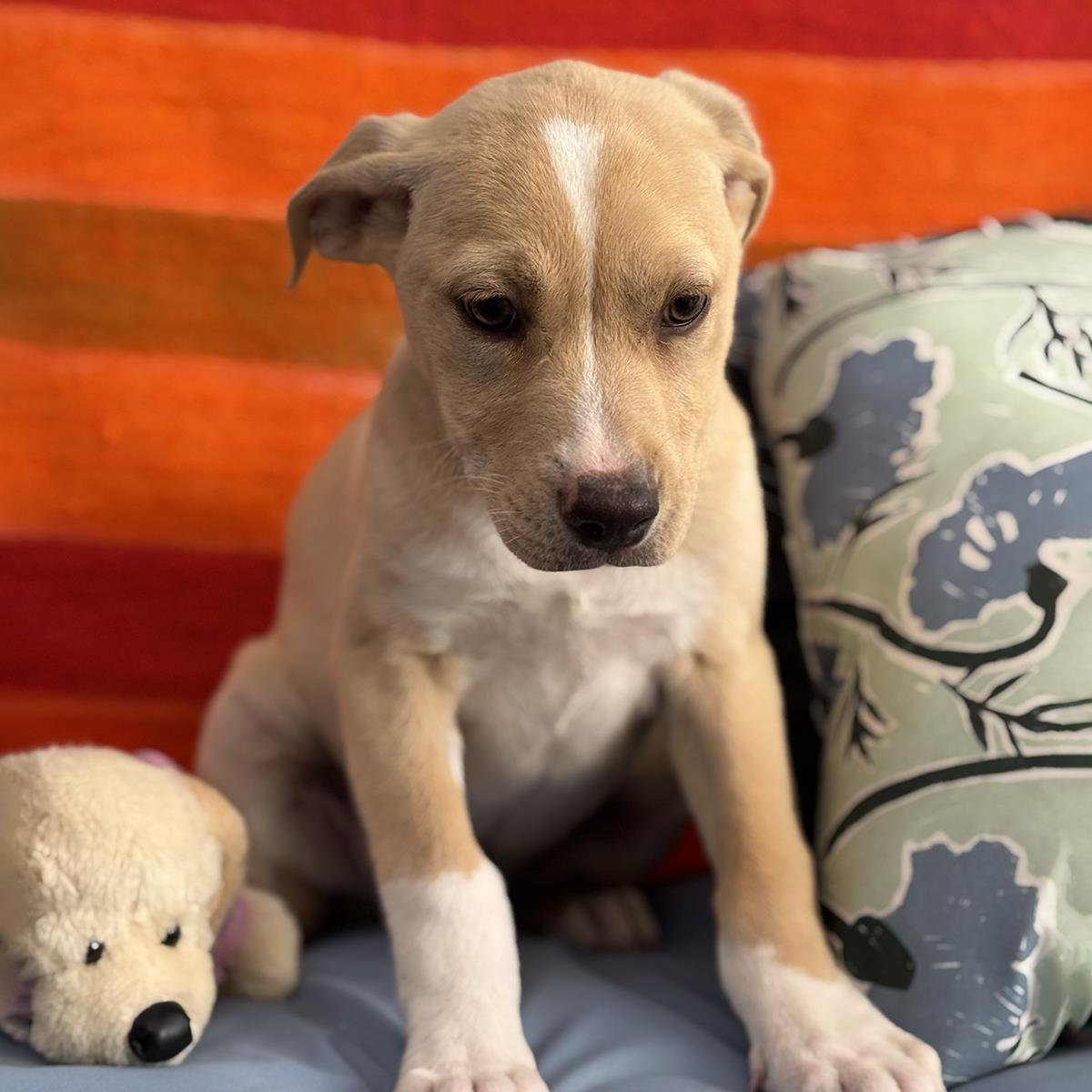 Charlies Pup - Farrah - Photo 3