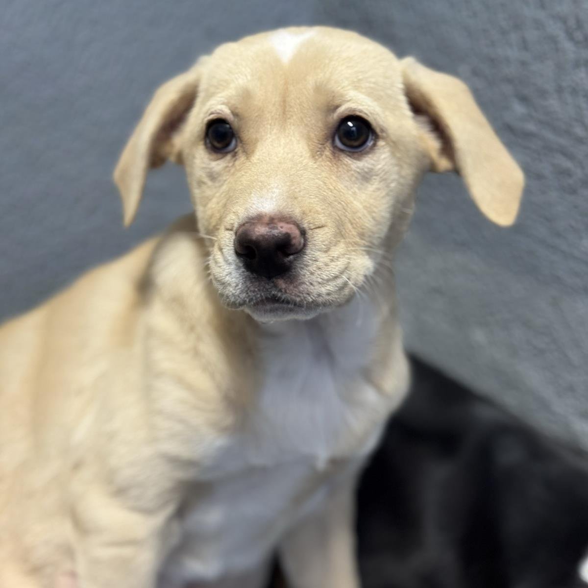 Charlies Pup - Farrah - Photo 4