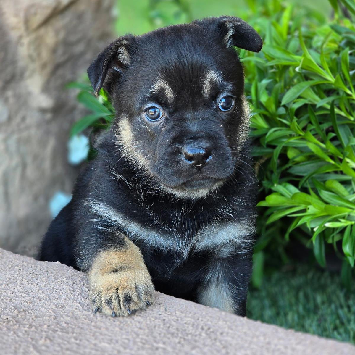 KIDDO PUP - SQUIRT - French Bulldog / Shepherd available for adoption