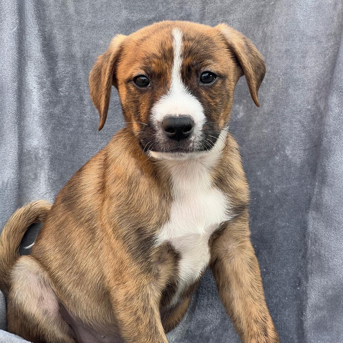 BRAZIL PUP - BRANCO - Labrador Retriever / Shepherd available for adoption